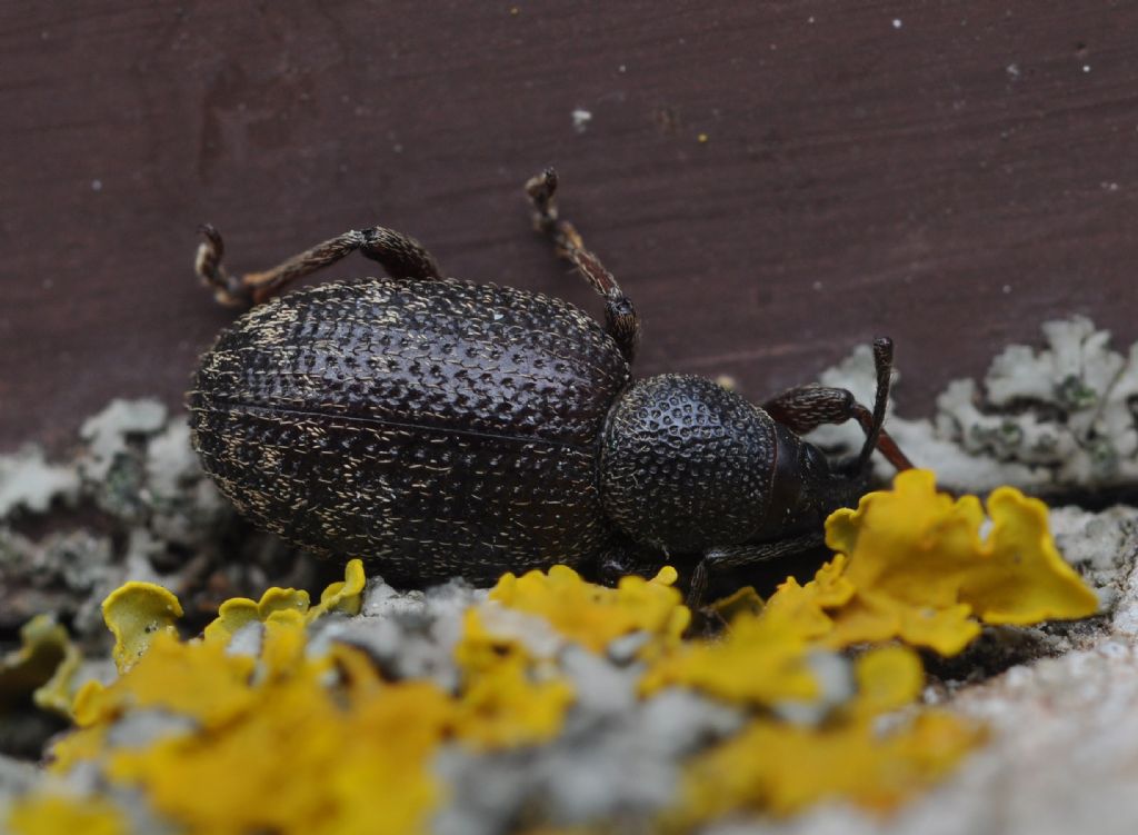 Otiorhynchus (Arammichnus) cribricollis, Curculionidae